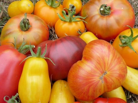 Au sujet des tomates anciennes et hybrides F1 Au sujet des tomates anciennes et hybrides F1