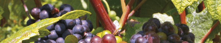 Fête des vins Biocoop Fête des vins Biocoop
